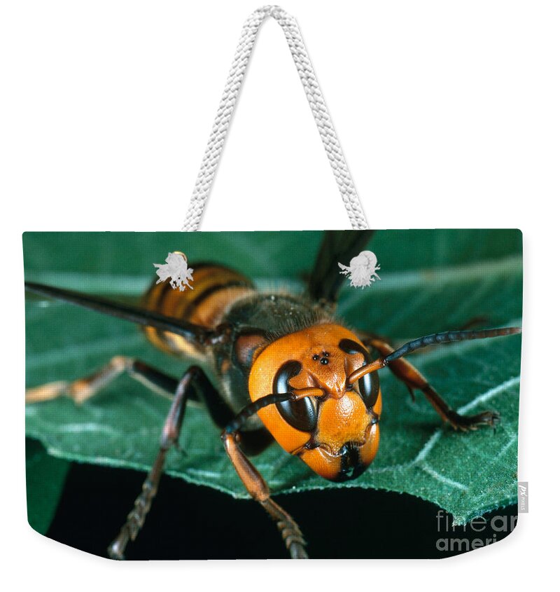 Giant Asian Wasp Weekender Tote Bag featuring the photograph Giant Asian Hornet by Scott Camazine