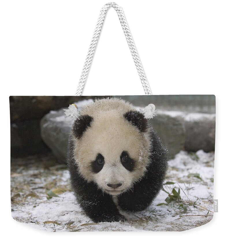 Feb0514 Weekender Tote Bag featuring the photograph Giant Panda Cub Approaching Wolong China by Katherine Feng
