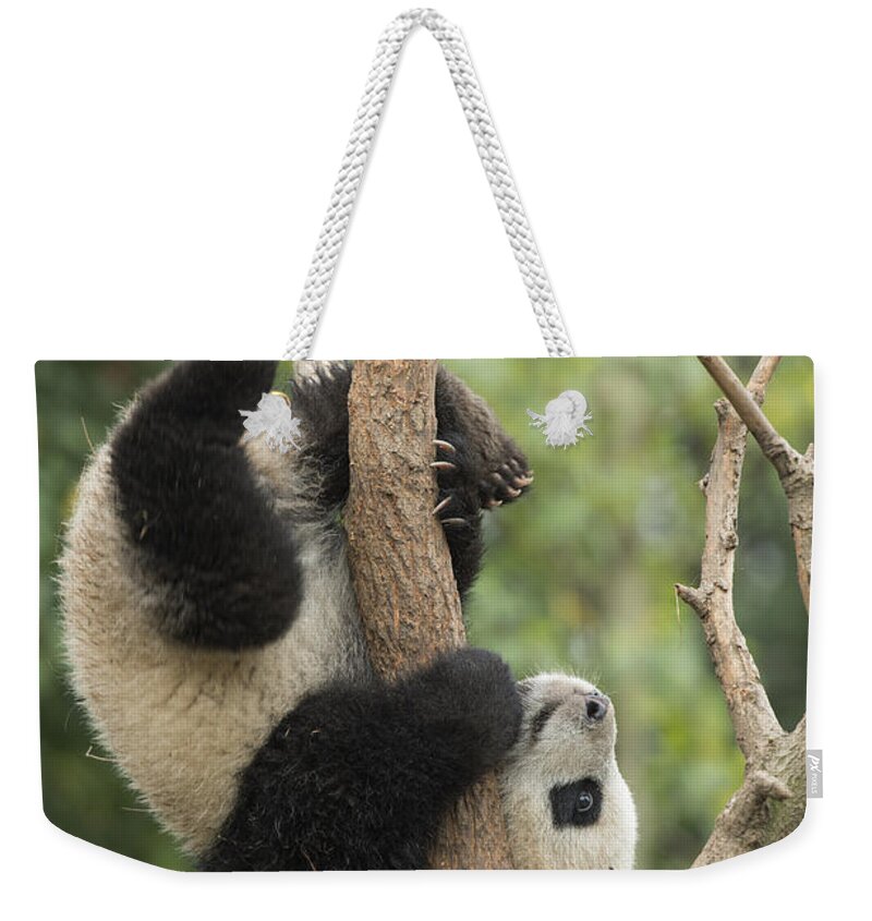 Katherine Feng Weekender Tote Bag featuring the photograph Giant Panda Cub In Tree Chengdu Sichuan by Katherine Feng