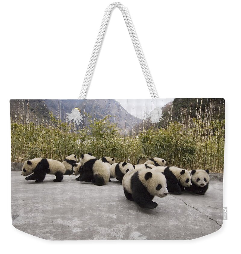 Feb0514 Weekender Tote Bag featuring the photograph Giant Panda Cubs Wolong China by Katherine Feng
