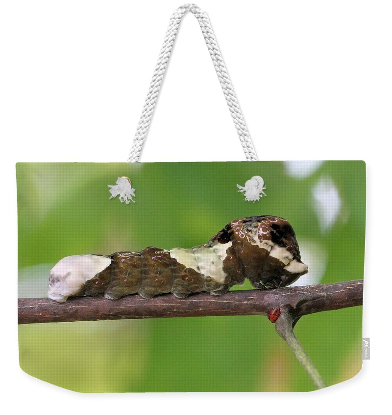 Giant Swallowtail Weekender Tote Bag featuring the photograph Giant Swallowtail caterpillar by Doris Potter
