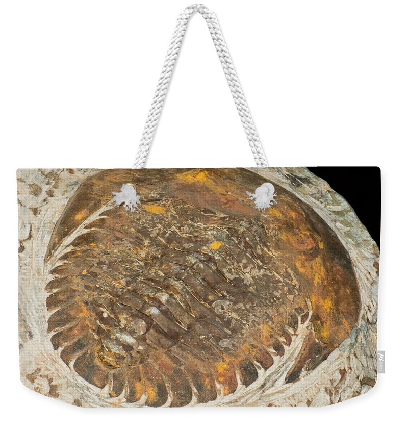 Nature Weekender Tote Bag featuring the photograph Giant Trilobite Fossil by Millard H. Sharp