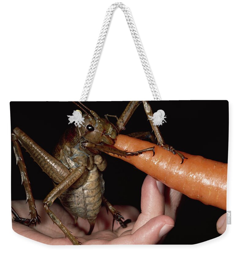 Feb0514 Weekender Tote Bag featuring the photograph Giant Weta Eating A Carrot New Zealand by Mark Moffett