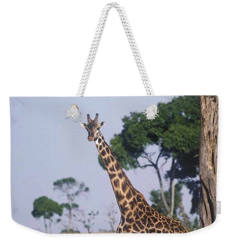 Vertical Weekender Tote Bag featuring the photograph Giraffe And Zebras by Gregory G. Dimijian