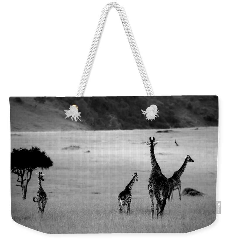 Giraffe Weekender Tote Bag featuring the photograph Giraffe in Black and White by Sebastian Musial
