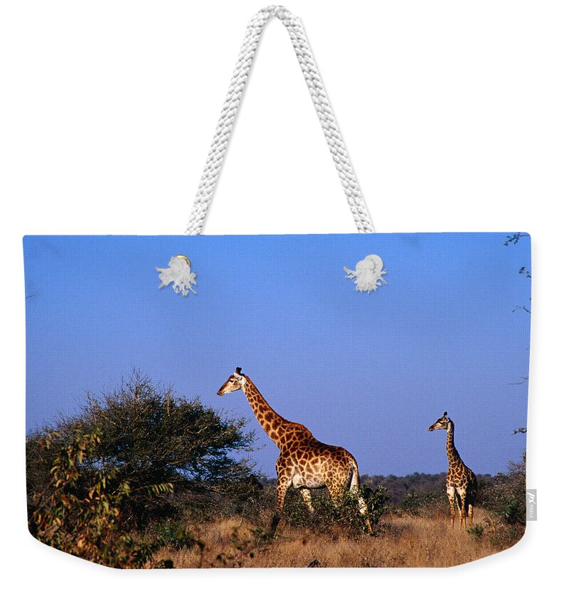 Grass Weekender Tote Bag featuring the photograph Giraffes Giraffa Camelopardalis On by Richard I'anson