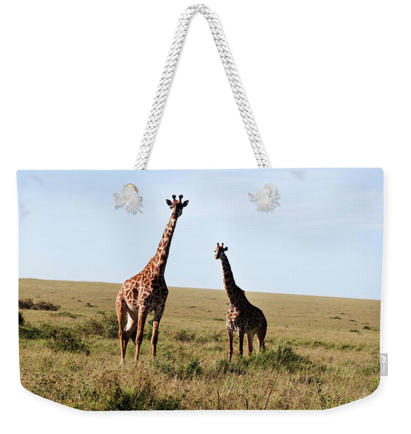 Kenya Weekender Tote Bag featuring the photograph Giraffes On Savannah by Johner Images