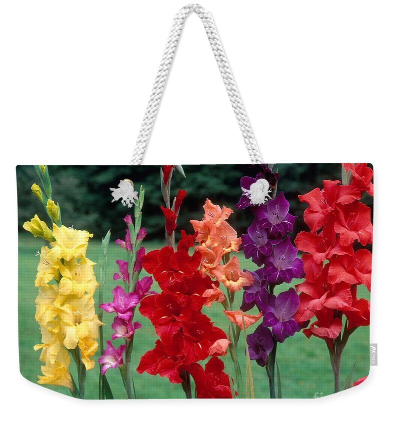 Angiosperm Weekender Tote Bag featuring the photograph Gladiolus by Hans Reinhard