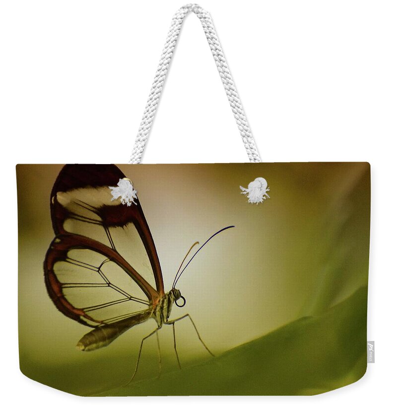 Insect Weekender Tote Bag featuring the photograph Glasswing Butterfly by Lisa Karloo Photography