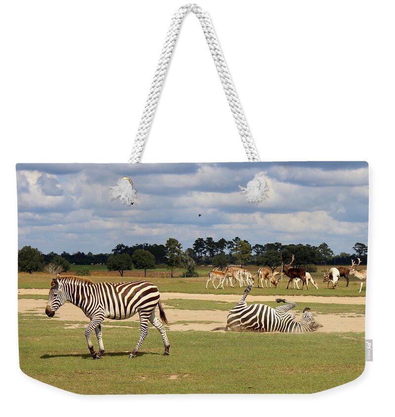 Zebra Weekender Tote Bag featuring the photograph Global Wildlife - 6 by Beth Vincent