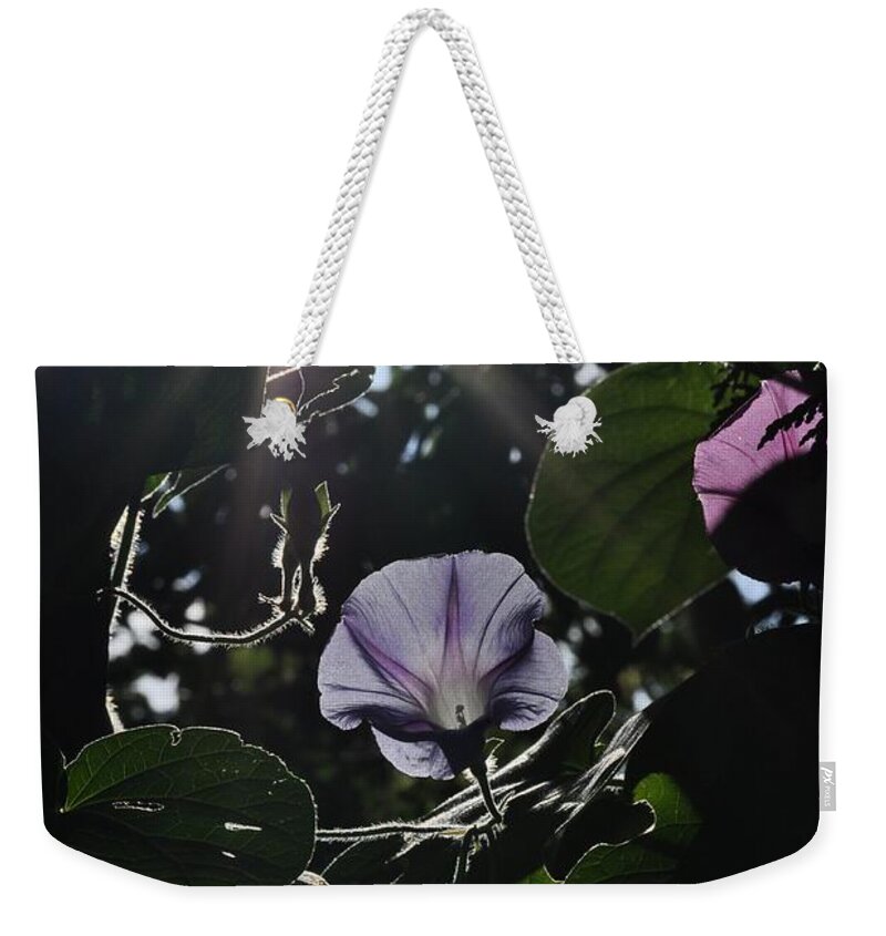 Morning Glory Weekender Tote Bag featuring the photograph Glorious by Cheryl Baxter