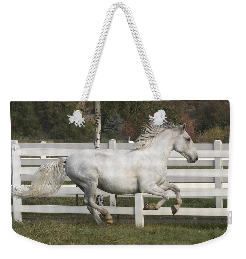 Glorious Gunther Weekender Tote Bag featuring the photograph Glorious Gunther by Wes and Dotty Weber