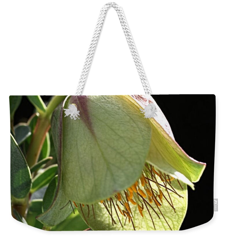 Qualup Flower Weekender Tote Bag featuring the photograph Glow of the Bell by Joy Watson