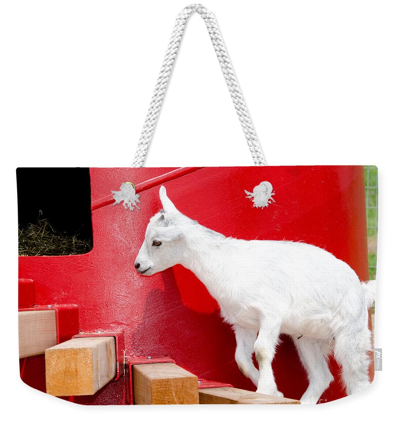 Goat Weekender Tote Bag featuring the photograph Kid's Play by Laurel Best