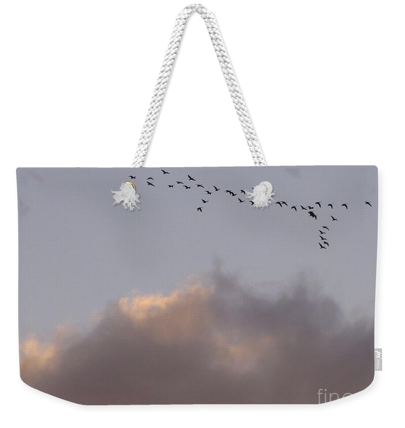 Birds Weekender Tote Bag featuring the photograph Going Places by Christopher Plummer