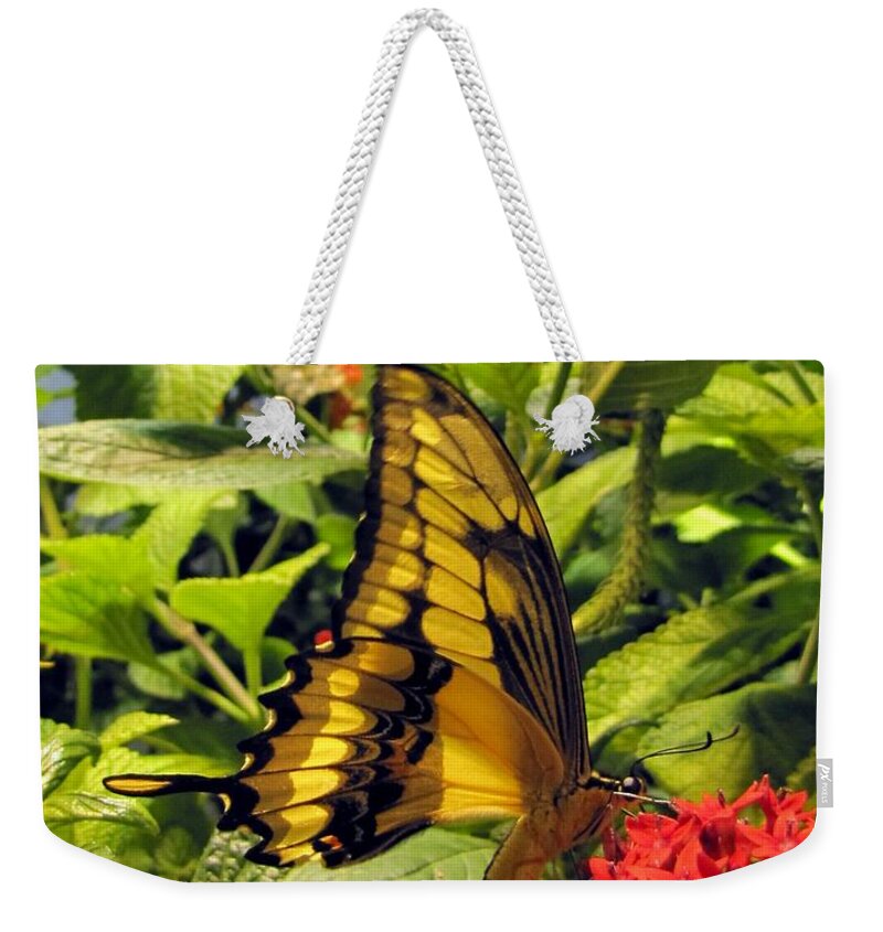Wings Weekender Tote Bag featuring the photograph Gold Giant Swallowtail by Jennifer Wheatley Wolf