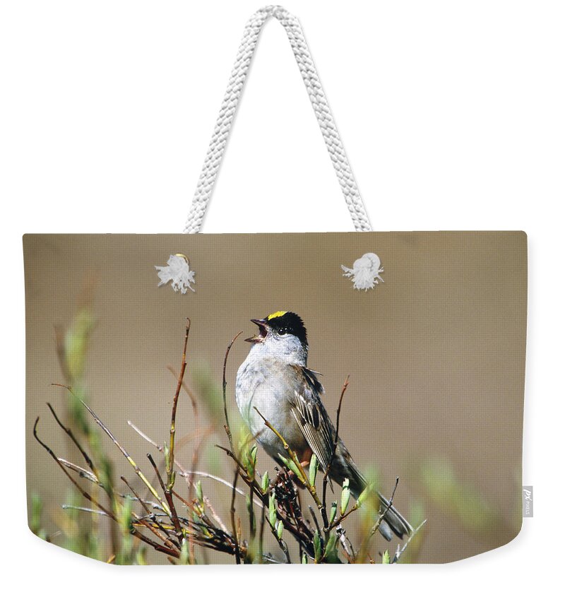 Golden-crowned Sparrow Weekender Tote Bag featuring the photograph Golden-crowned Sparrow Singing by Paul J. Fusco