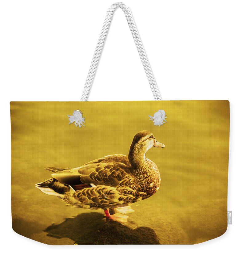 Photography Weekender Tote Bag featuring the photograph Golden Duck by Nicola Nobile