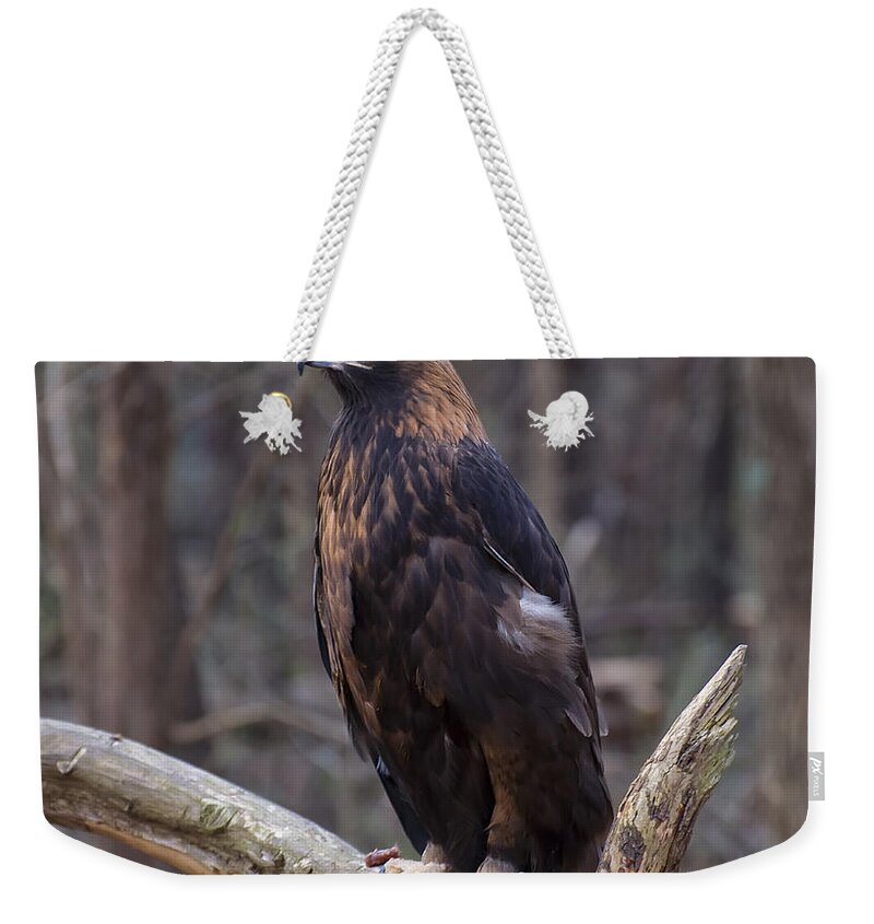Class Room Posters Weekender Tote Bag featuring the digital art Golden Eagle by Flees Photos