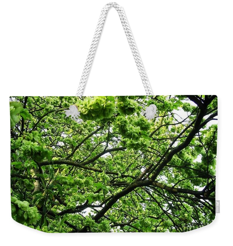 Elm Trees Weekender Tote Bag featuring the photograph Golden Elm Blossoms Bordered by Joan-Violet Stretch