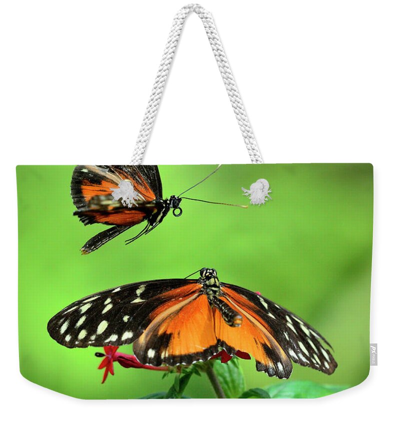 Animal Themes Weekender Tote Bag featuring the photograph Golden Heliconius Butterflies In Mating by Lasting Image By Pedro Lastra
