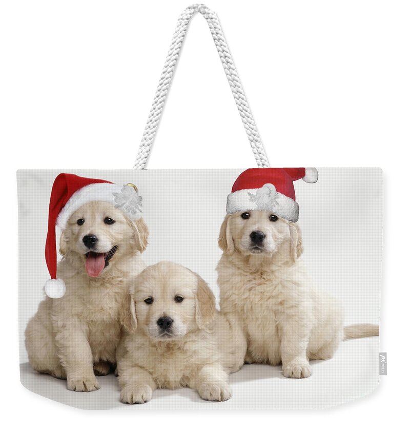 Golden Retriever Weekender Tote Bag featuring the photograph Golden Retriever Puppies With Christmas by John Daniels