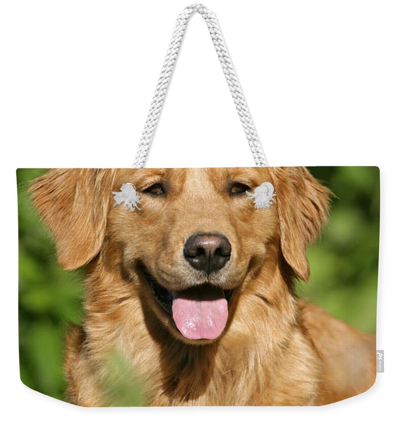Dog Weekender Tote Bag featuring the photograph Golden Retriever by Rolf Kopfle