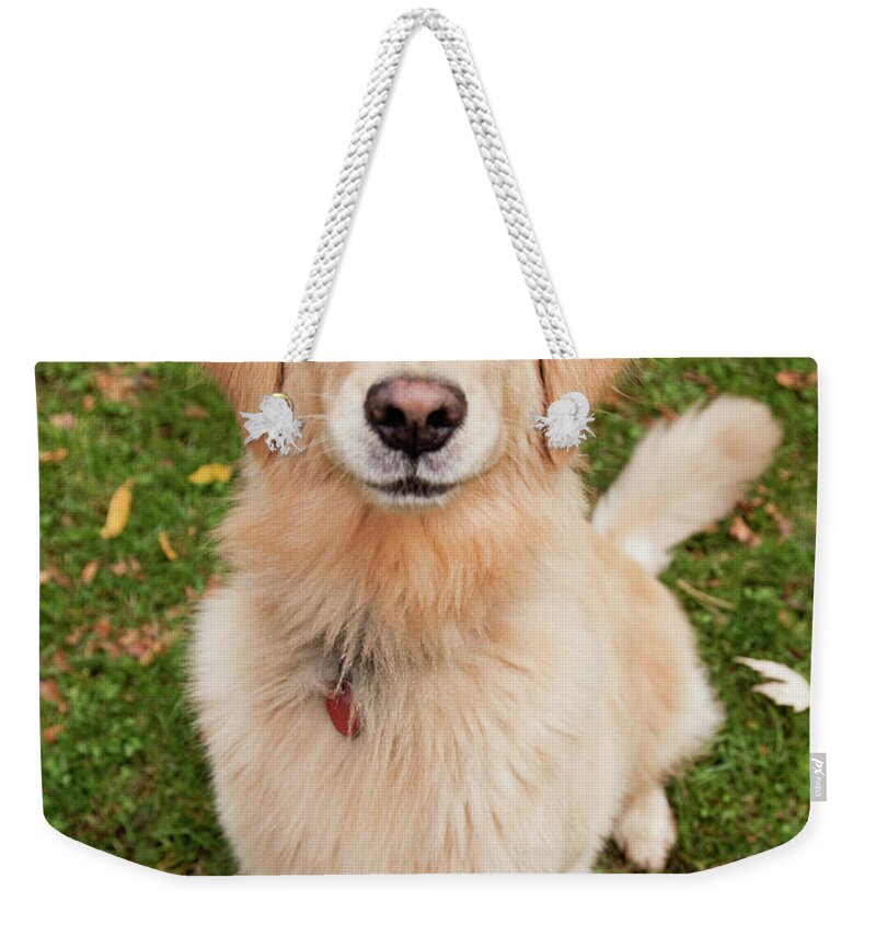 Pets Weekender Tote Bag featuring the photograph Golden Retriever by Ron Levine