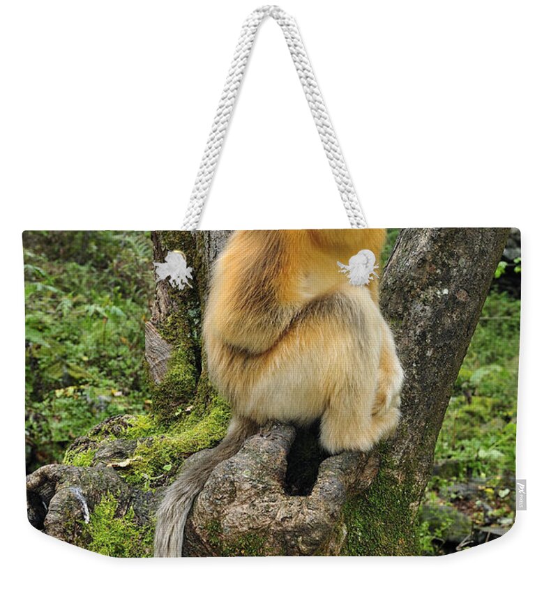 Feb0514 Weekender Tote Bag featuring the photograph Golden Snub-nosed Monkey Juvenile China by Thomas Marent