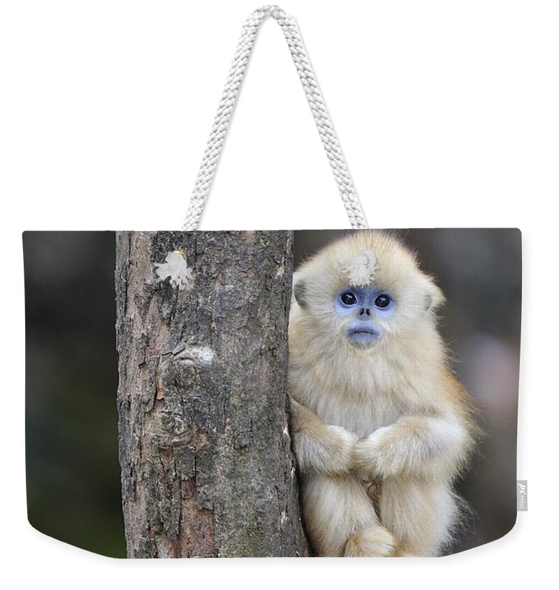 Feb0514 Weekender Tote Bag featuring the photograph Golden Snub-nosed Monkey Young China by Thomas Marent