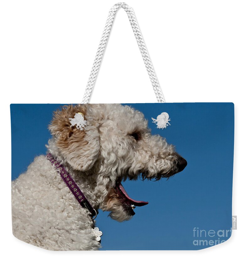 Nature Weekender Tote Bag featuring the photograph Goldendoodle Yawning by William H. Mullins