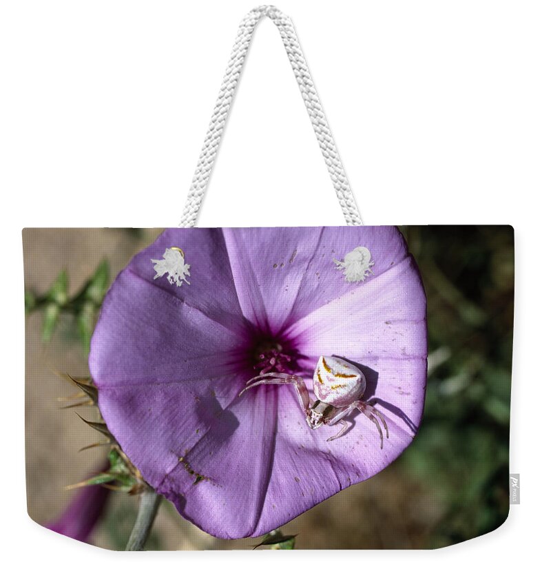 00196704 Weekender Tote Bag featuring the photograph Goldenrod Crab Spider by Konrad Wothe