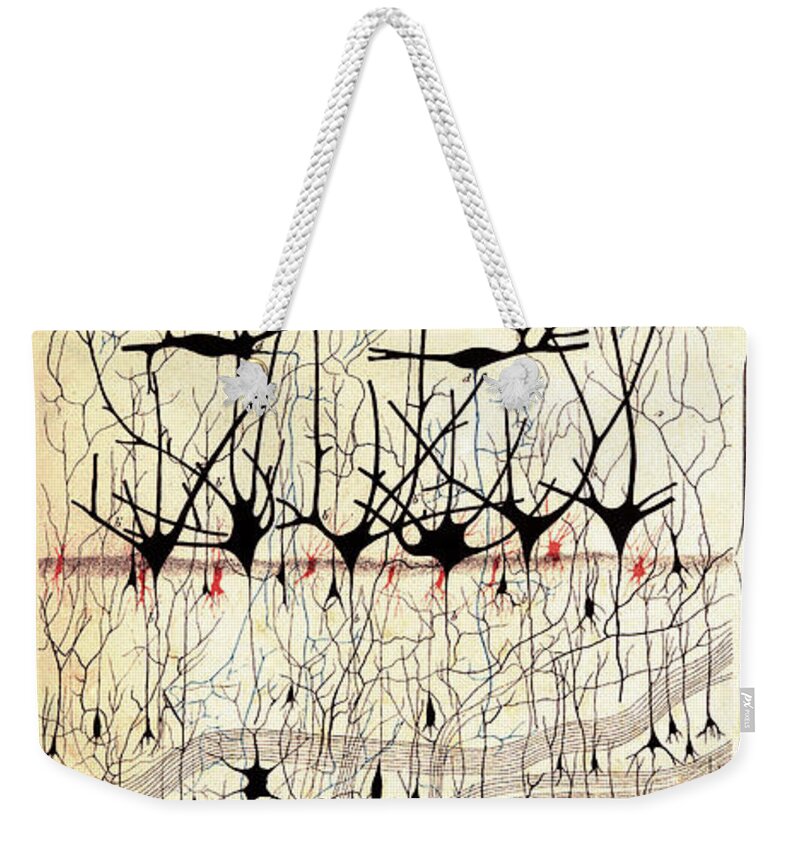 Golgi Weekender Tote Bag featuring the photograph Golgi Olfactory Bulb of Dog by Science Source