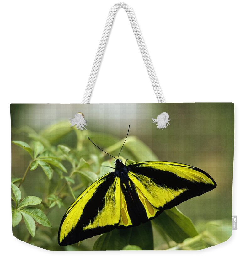 Feb0514 Weekender Tote Bag featuring the photograph Goliath Birdwing Butterfly Irian Jaya by Konrad Wothe