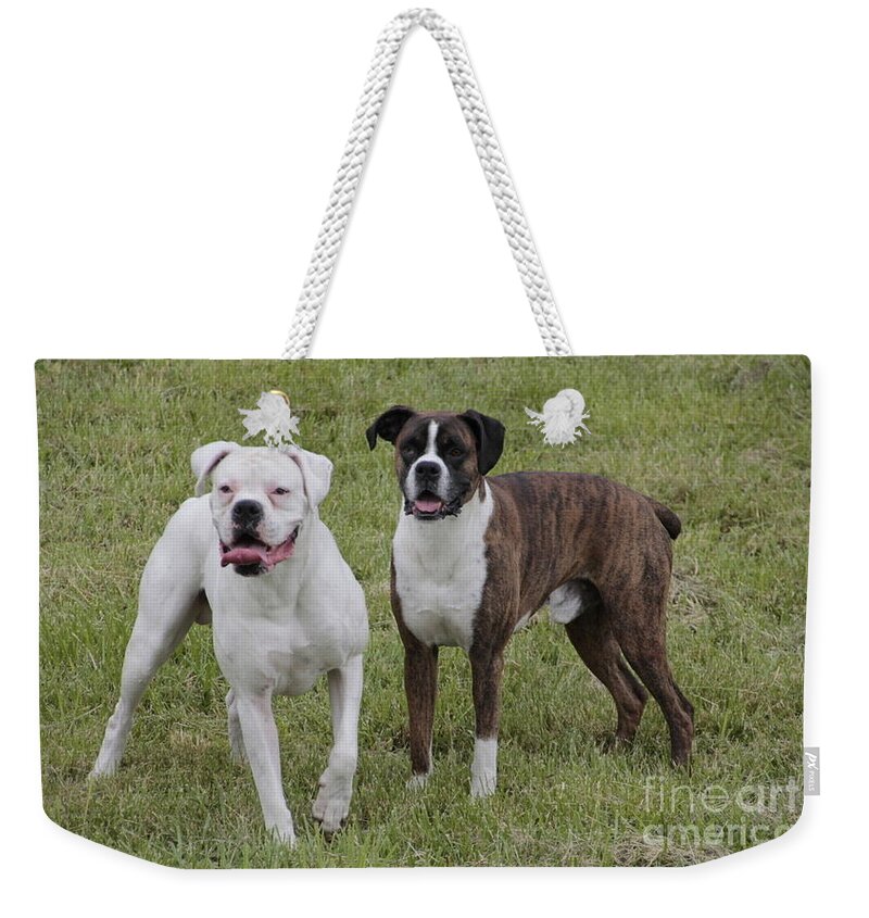 Dogs Weekender Tote Bag featuring the photograph Boxer Dogs Friends by Valerie Collins