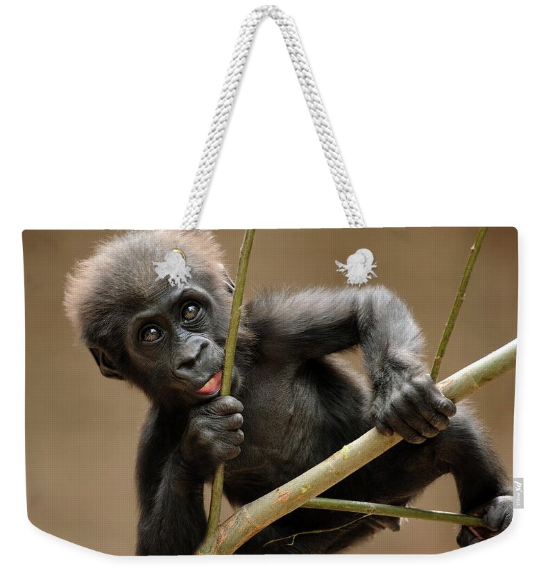 Black Color Weekender Tote Bag featuring the photograph Gorilla Baby by Freder