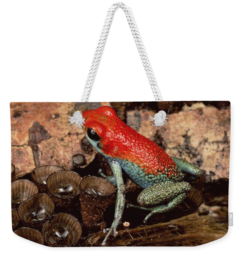 Feb0514 Weekender Tote Bag featuring the photograph Granular Poison Dart Frog Costa Rica by Mark Moffett