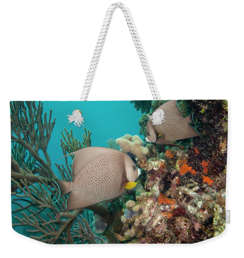 Tranquility Weekender Tote Bag featuring the photograph Gray Angelfish by Michele Westmorland