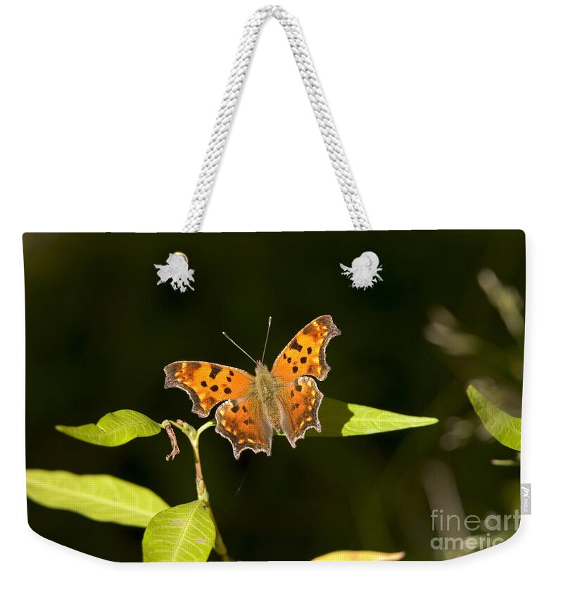 Fauna Weekender Tote Bag featuring the photograph Gray Comma Butterfly by Gregory K Scott