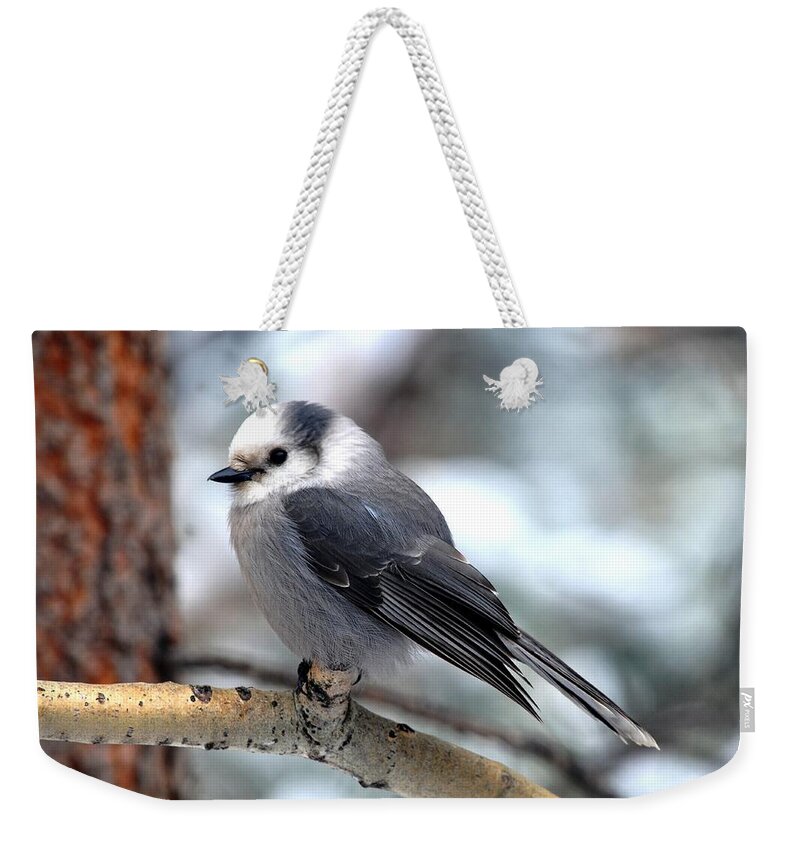 Colorado Weekender Tote Bag featuring the photograph Gray Jay on Aspen by Marilyn Burton