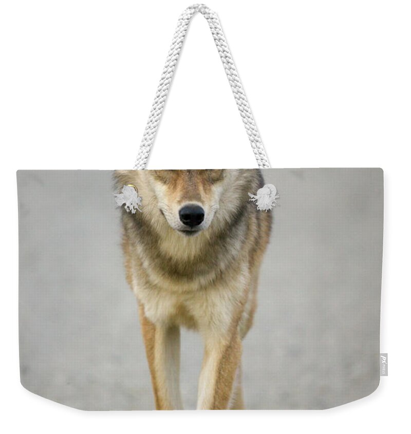 00440973 Weekender Tote Bag featuring the photograph Gray Wolf in Denali by Yva Momatiuk John Eastcott