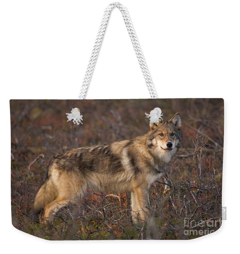 00440938 Weekender Tote Bag featuring the photograph Gray Wolf On Tundra in Denali by Yva Momatiuk John Eastcott