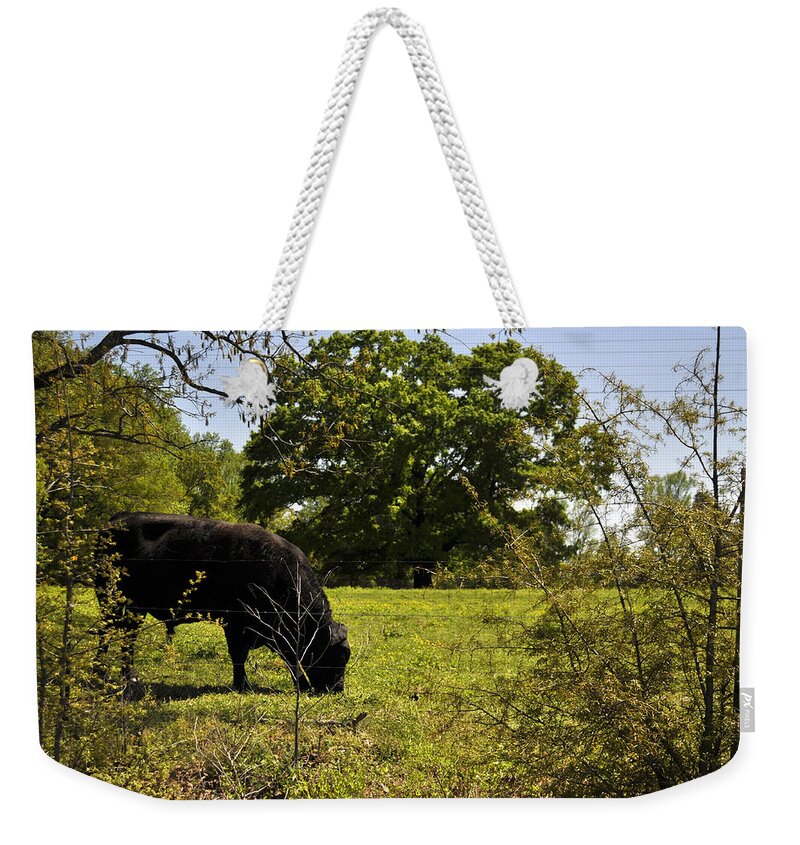 Cow Weekender Tote Bag featuring the photograph Grazing Alabama by Verana Stark