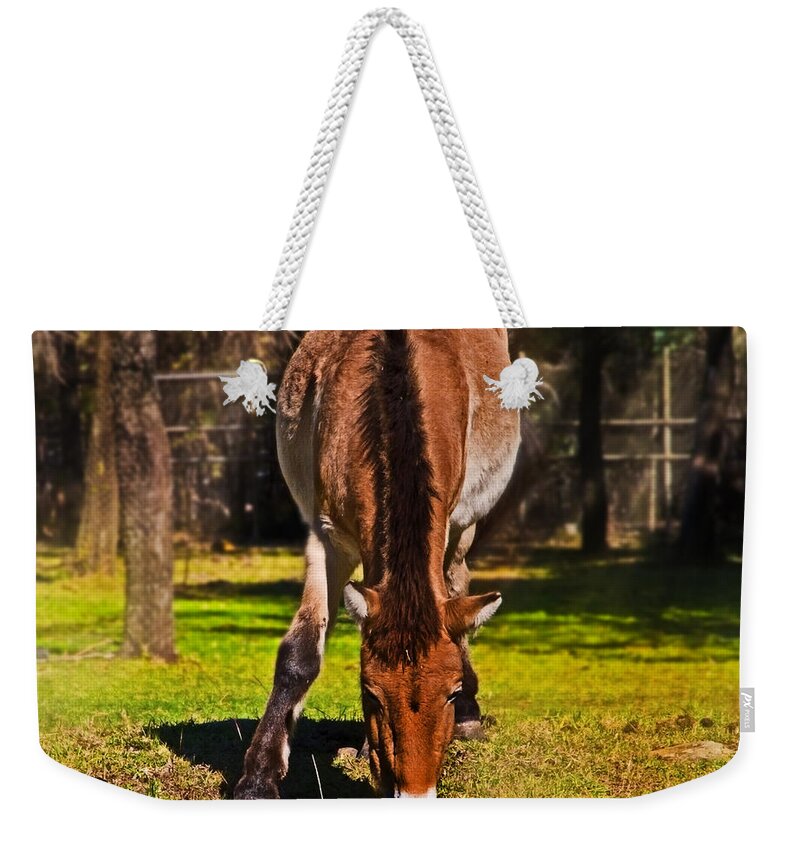 #przewalski's Horse Weekender Tote Bag featuring the photograph Grazing with an attitude by Miroslava Jurcik