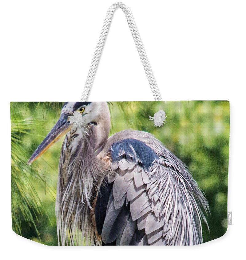 susan Molnar Weekender Tote Bag featuring the photograph Great Blue Heron IV by Susan Molnar