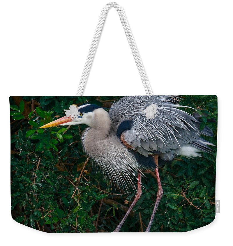Blue Heron Weekender Tote Bag featuring the photograph Great Blue Heron Ruffling Feathers by Susan Candelario