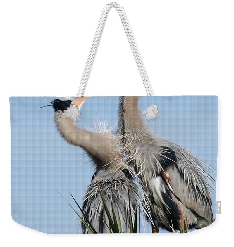 Great Blue Heron Weekender Tote Bag featuring the photograph Great Blue Herons at Nest Kissing by Bradford Martin
