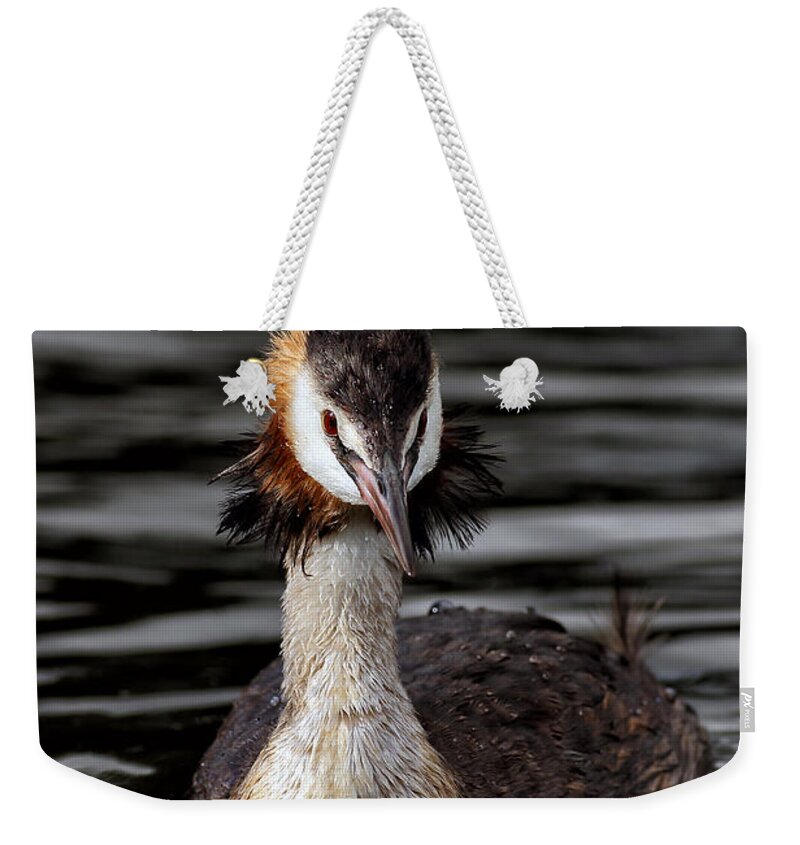  Animal Weekender Tote Bag featuring the photograph Great Crested Grebe by Grant Glendinning