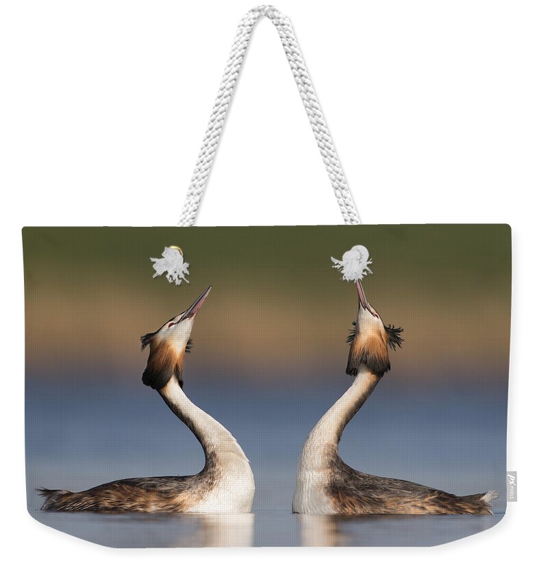 Nis Weekender Tote Bag featuring the photograph Great Crested Grebes Courting by Franka Slothouber