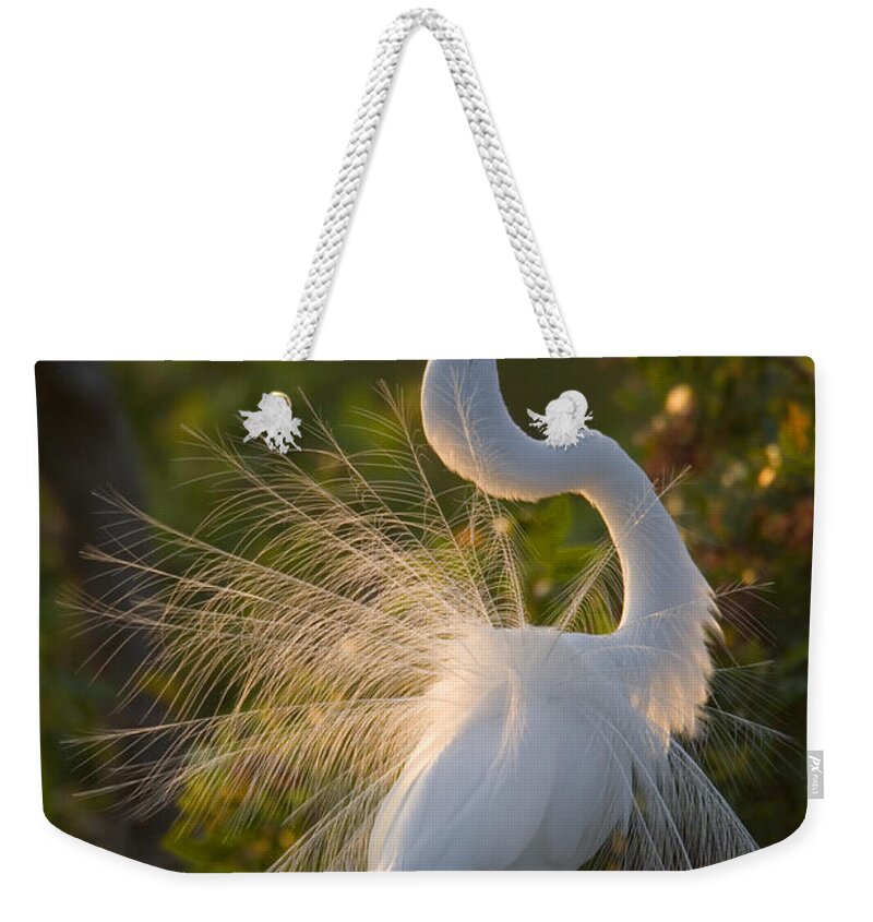Feb0514 Weekender Tote Bag featuring the photograph Great Egret Courting In Breeding by Tom Vezo